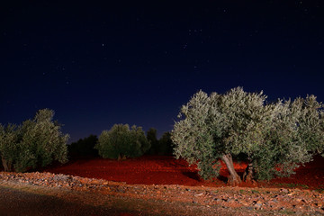 Olivas in the rural countryside of Almagro, Spain.