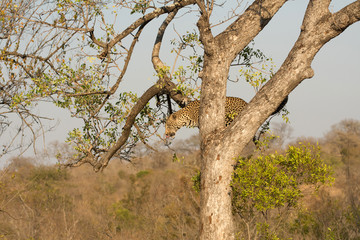 Leopard climbing down a tree