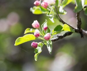 flowers on apple tree in nature