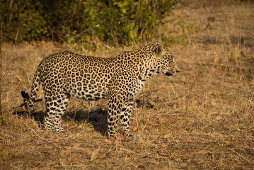 Leopard in morning sun