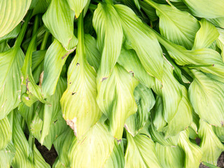 Leaf background.