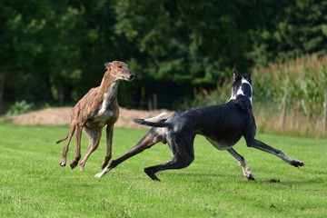 spielende Galgos