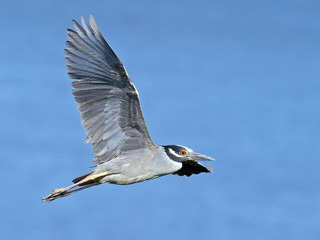 Yellow-crowned Night Heron in Flight