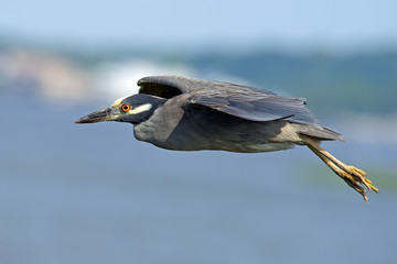 Yellow-crowned Night Heron in Flight © Brian E Kushner