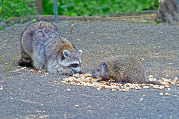 Naklejka na ściany i meble A Raccoon and Groundhog eating peanuts