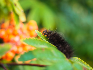 Fury dark brown caterpillar eating on a fresh green leaf in fore