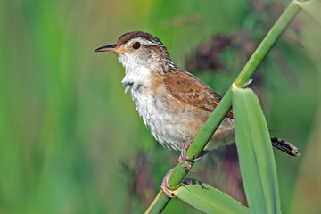 Marsh Wren Clinging to some Grass