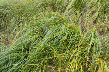 Green and yellow grass leaves background