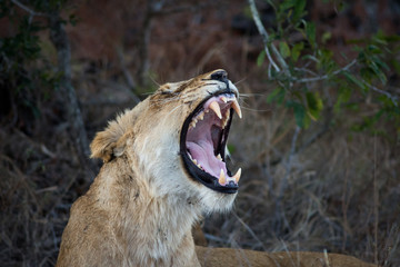 Female lion showing teeth
