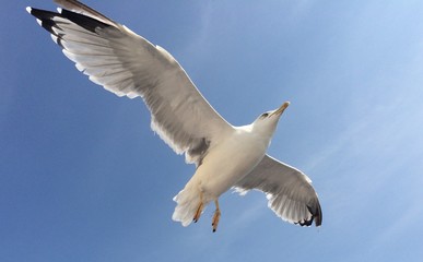 seagull