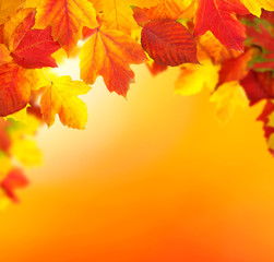  branch with autumn leaves