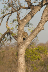 Fototapeta na wymiar Leopard climbing down a tree