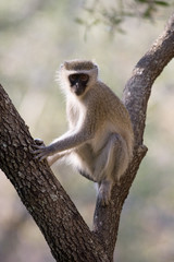 vervet monkey in a tree