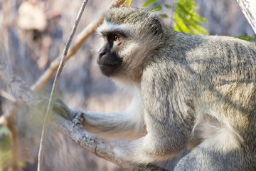 vervet monkey in a tree