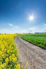 Rapeseed and cereal field divided by a country road on a sunny afternoon
