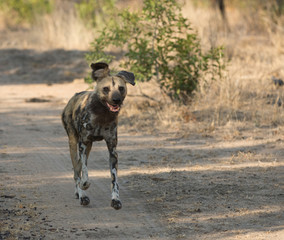 African wild dog