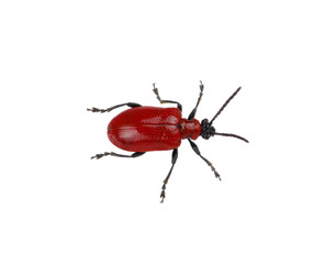 red beetle