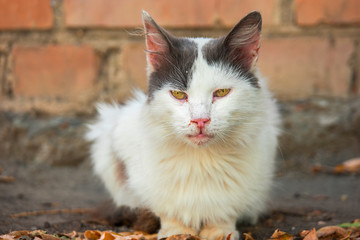 Front view of homeless cat.
