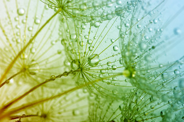dandelion © Alekss