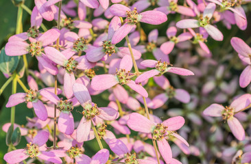 Obraz premium Shower Orchid