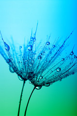 dandelion © Alekss