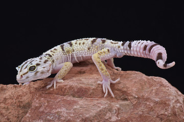 Naklejka premium Iranian fat tailed gecko (Eublepharis angramainyu)