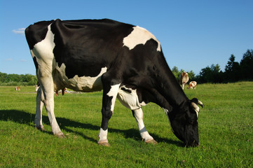 Cow