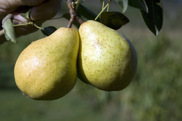 Williams, Christ, Birne, Pyrus communis,