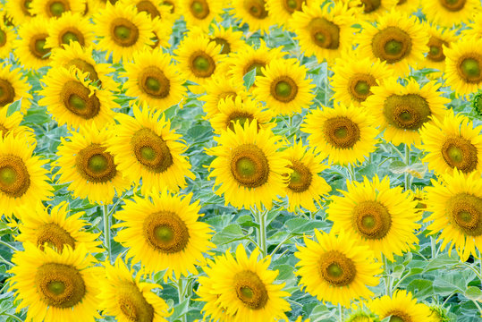 a lot of sunflower in sunflower field