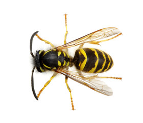 wasp