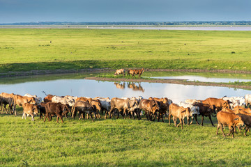 Cows grazing and walking on a green lush meadow