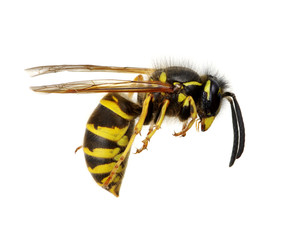 wasp