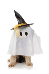 chien Yorkshire fantôme Halloween