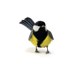 great tit