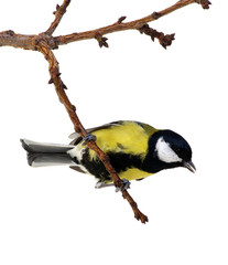 great tit