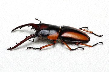 Stag beetle