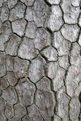 Tree bark texture rough.