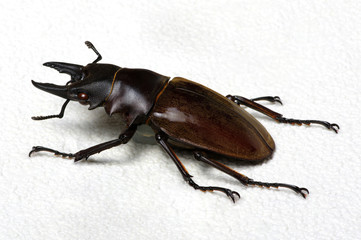 Stag beetle