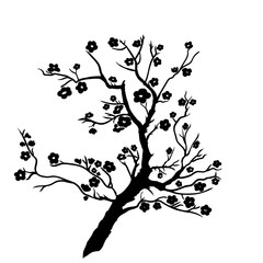 Fototapeta premium twig plum mei blossoms