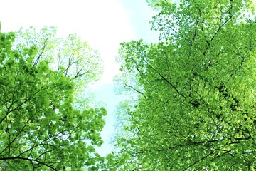 Fototapeta na wymiar Himmel im Wald