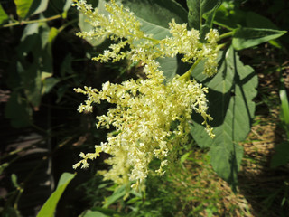 Blooming polymorphic knotweed (Polygonum polymorphum)