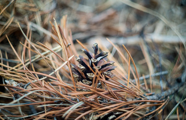 Шишка © littleboy72