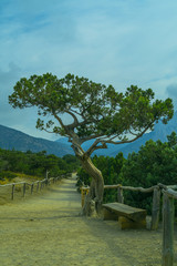 Relic juniper grove in Crimea