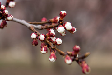 Isolated tree branch with white buds in blossom