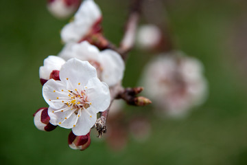 Isolated tree branch with white flowers and buds in blossom