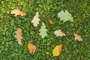 Grass lawn with fallen leaves