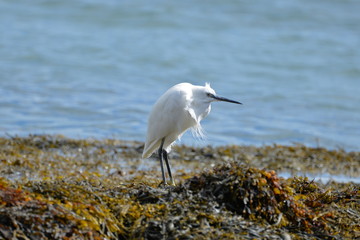 Aigrette