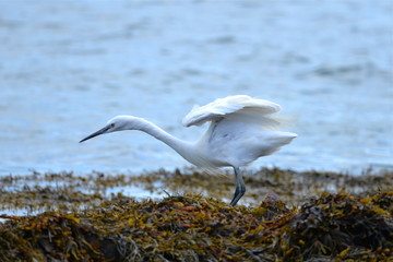 Aigrette