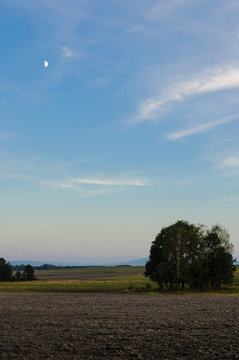 Moon and tree
