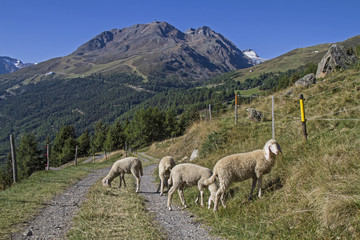 Fototapeta premium Schafe im Ötztal